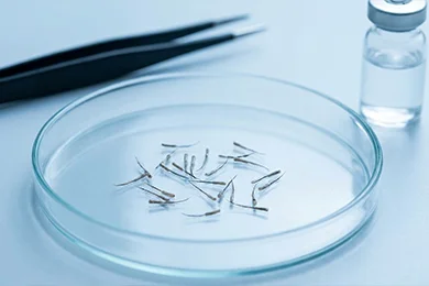 High Graft Survival Rate
